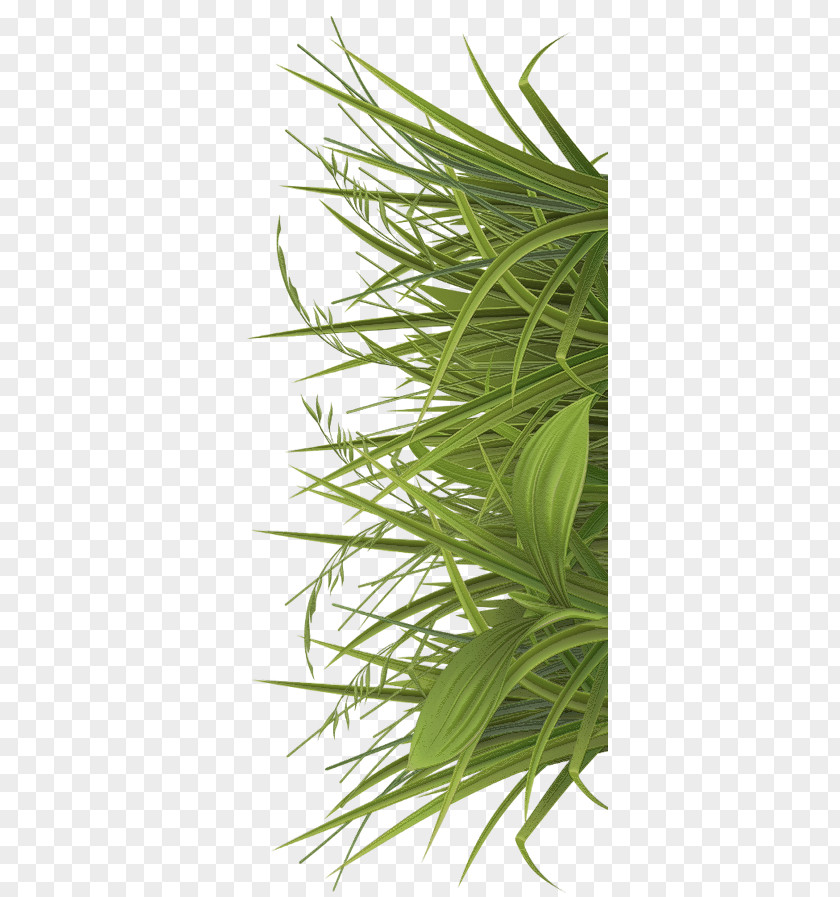 Jamu Betel Sweet Grass Paan Herb PNG