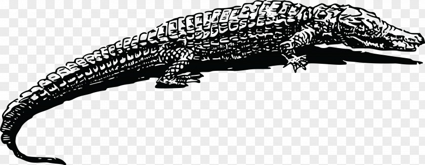 Reptile Crocodile Alligator Animal Drawing Clip Art PNG