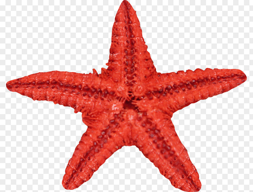 Starfish Sea Urchin Marine Invertebrates PNG