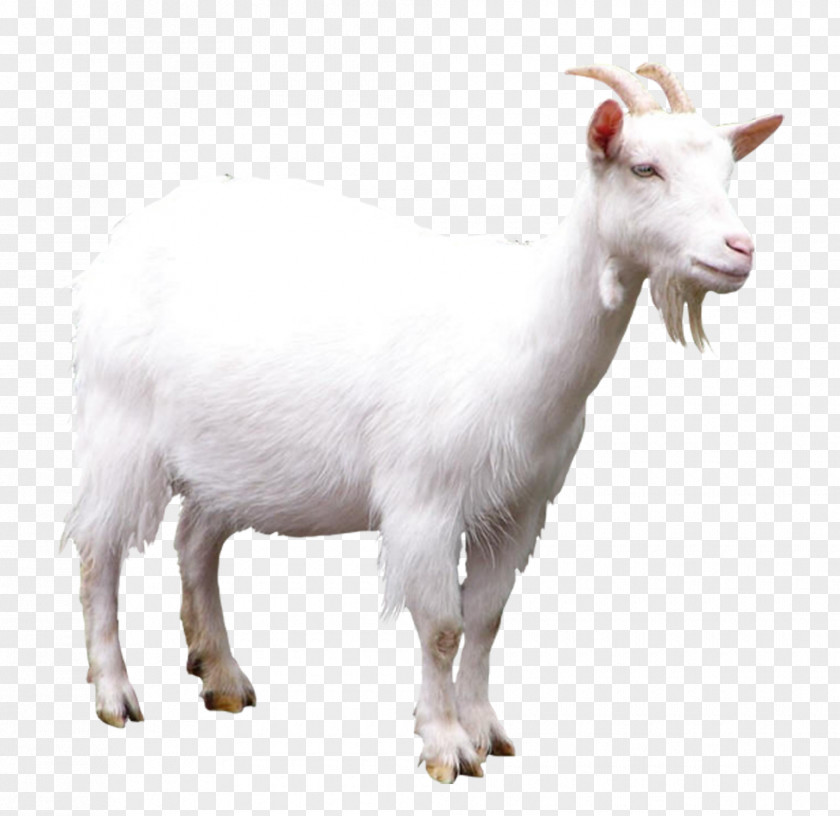 Aries Goat Sheep Clip Art PNG