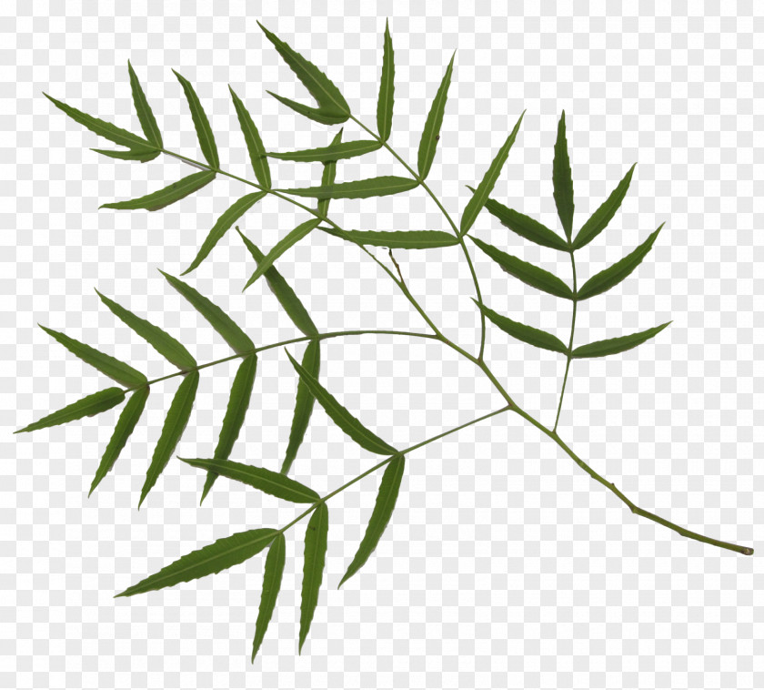 Bamboo Plant Stem Leaf Author PNG