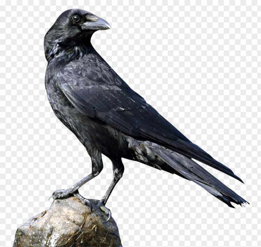 Crow Crows U015aru0101ddha PNG
