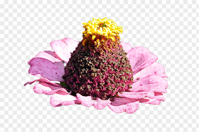 Cut Flowers Petal Flower Plants Science PNG