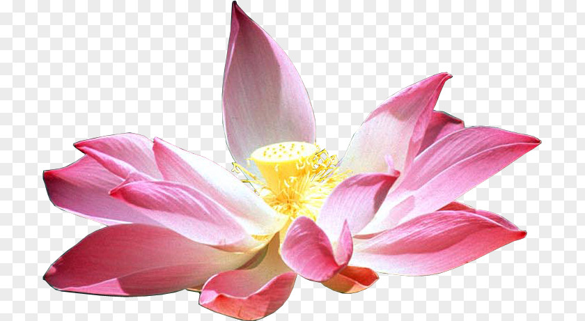 Flower Nelumbo Nucifera Lotus Cars Petal PNG