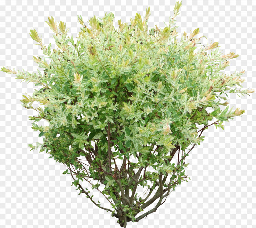 Perennial Plant Moss Flower Box PNG