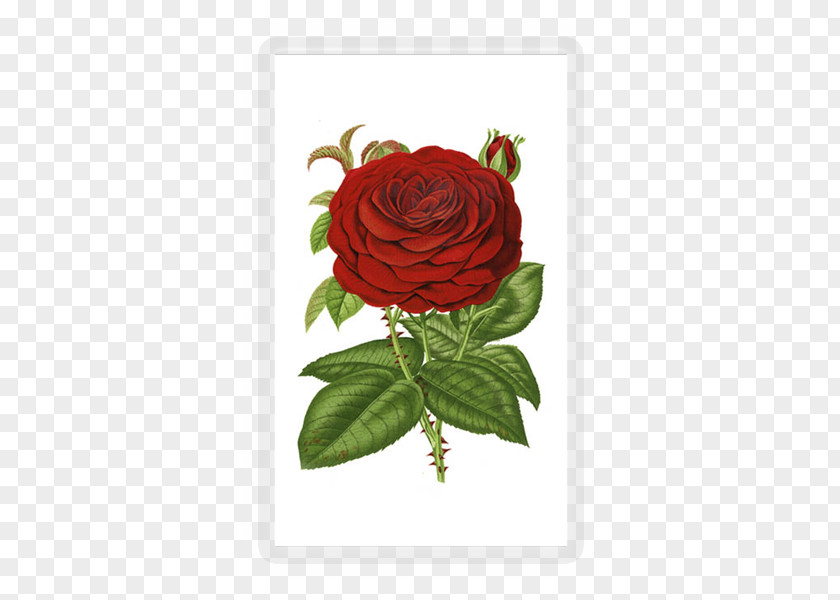 Red Rose Decorative Garden Roses Flower Clip Art PNG