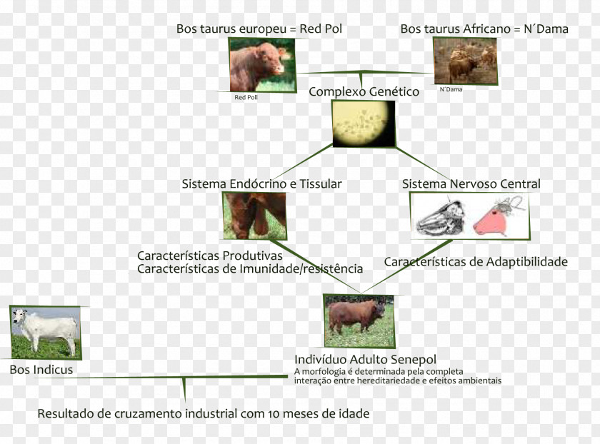 Tropics Senepol Zebu Baka Breed Heterosis PNG