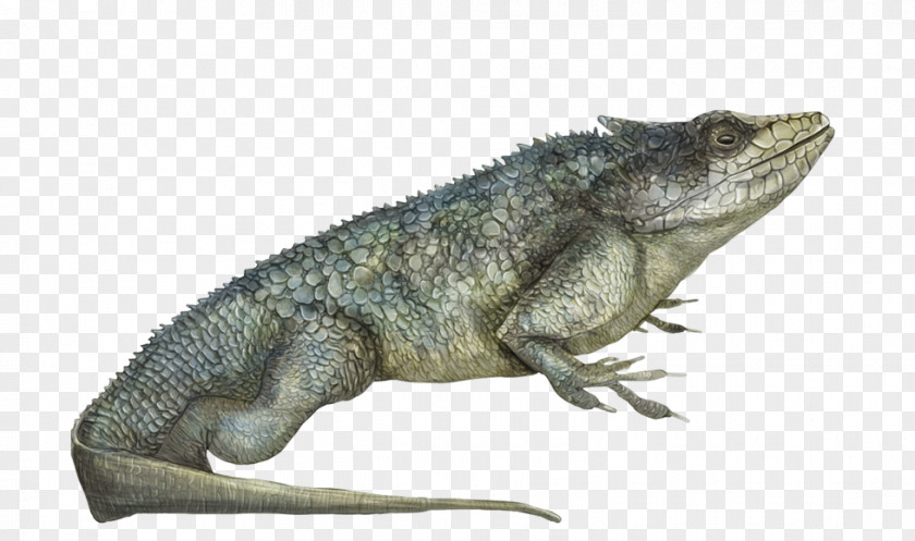 Amphibian Common Iguanas Chameleons Dragon Lizards Crocodiles PNG