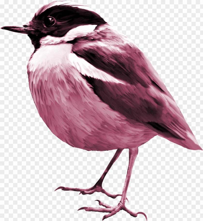 Cute Sparrow Bird Clip Art PNG