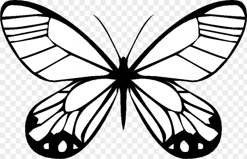 Butterfly Drawing Traveling Butterflies Coloring Book PNG
