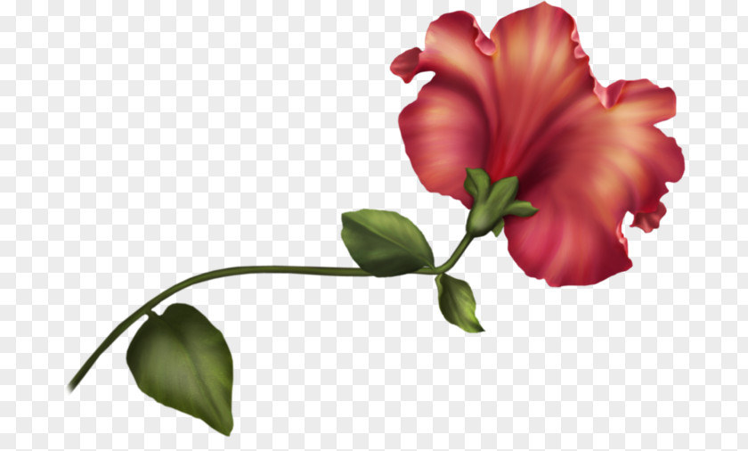 Flower Border Flowers Petal Desktop Wallpaper Clip Art PNG