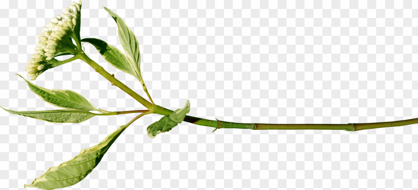 Green Leaves Twig Plant Stem Leaf Tree Flower PNG