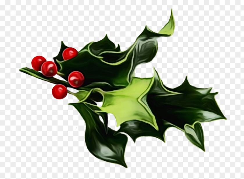 Holly PNG