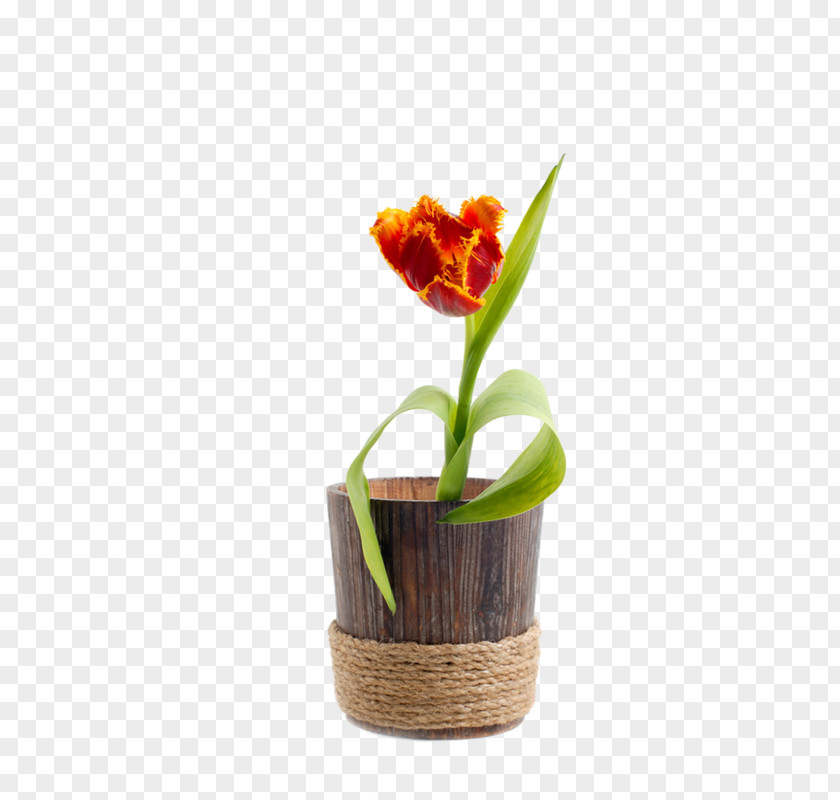 Tulip Flowerpot Wood PNG