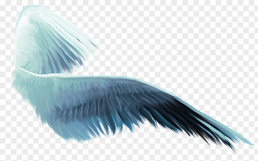 Wings Buffalo Wing Desktop Wallpaper Clip Art PNG