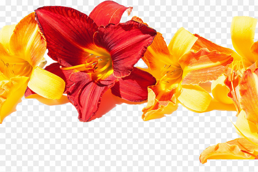 A Plurality Of Day Lily The Best Good Morning Wallpaper PNG