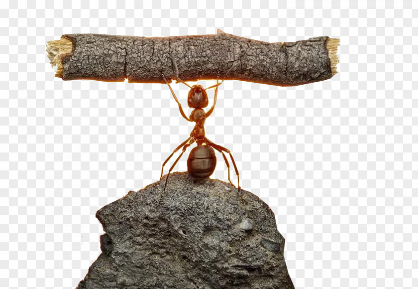 Ant Humour Learning Brave Soldier Child Meaning PNG