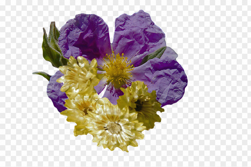 Chrysanthemum Cut Flowers PNG