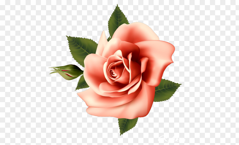 Flower Garden Roses Pink Cabbage Rose PNG