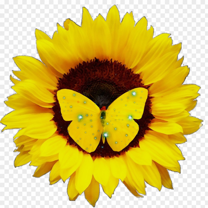 Petal English Marigold Sunflower PNG