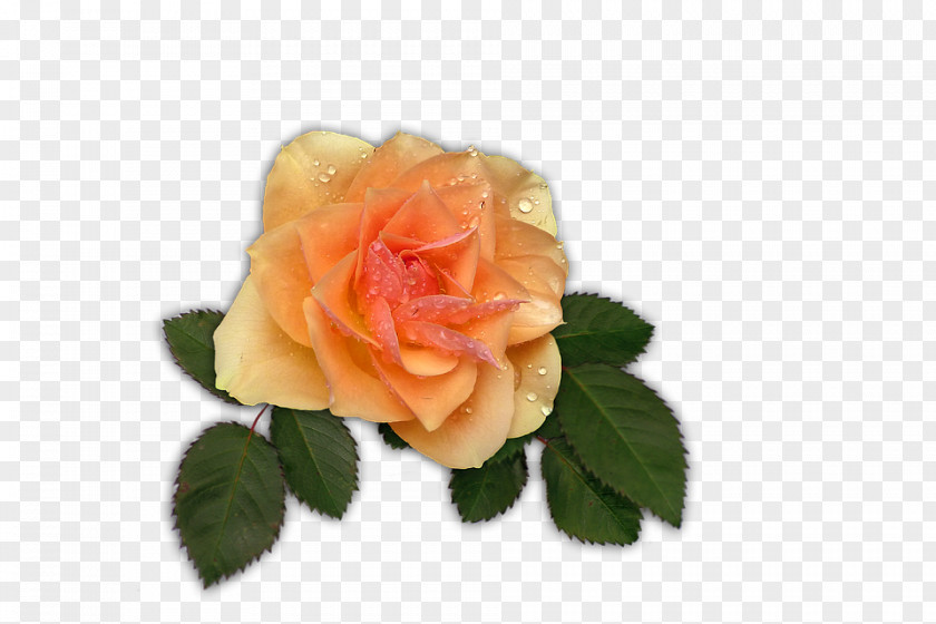 Rose Garden Roses Image Clip Art File Format PNG