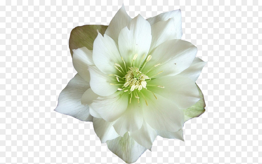 White Flowers Flower Jasmine Desktop Wallpaper PNG