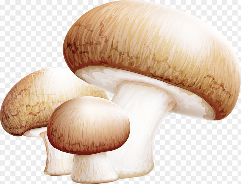 Agaricus Bisporus Agaricomycetes King Trumpet Mushroom Medicinal Fungi PNG