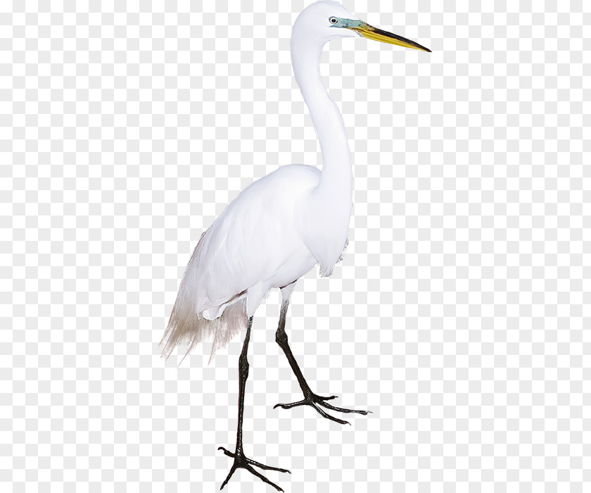 Crane Great Egret Bird Ibis PNG