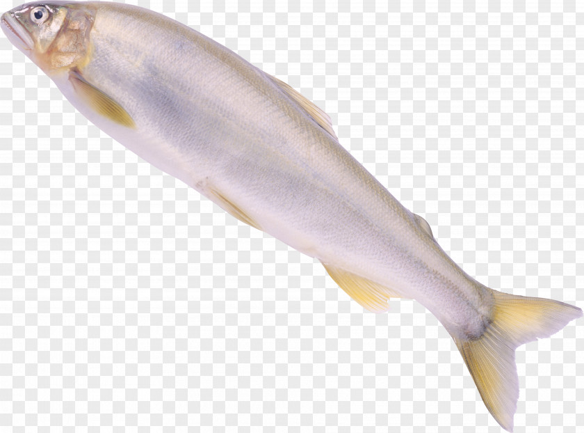 Fish Icon PNG