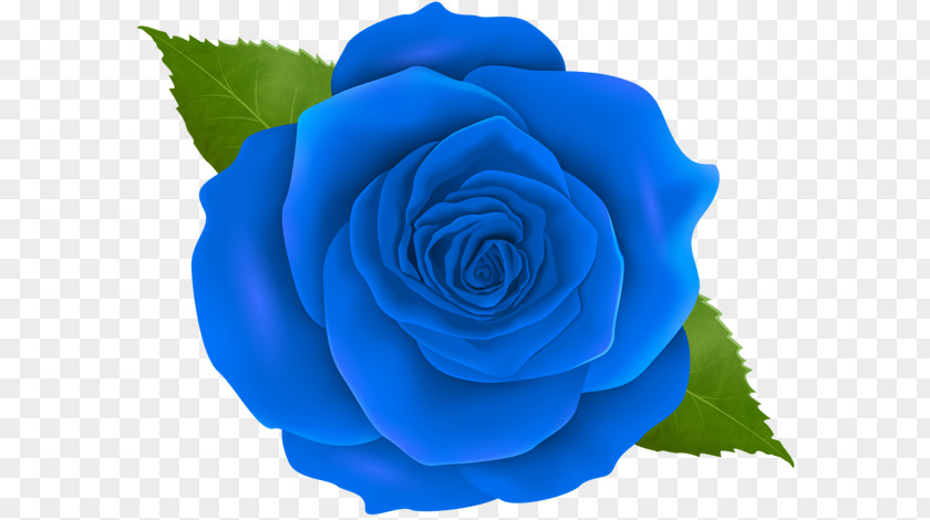 Flower Garden Roses Blue Rose Centifolia Floribunda Clip Art PNG