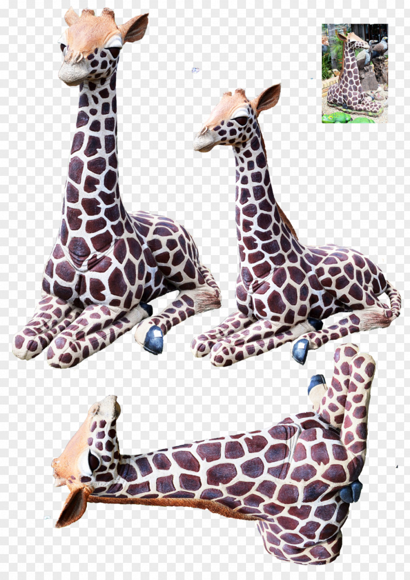 Giraffe Neck Wildlife Terrestrial Animal PNG