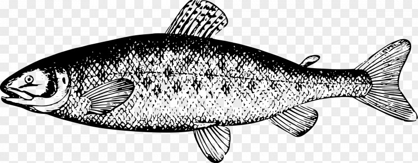 Ikan Salmon Black And White River Leven, Dunbartonshire Clip Art PNG