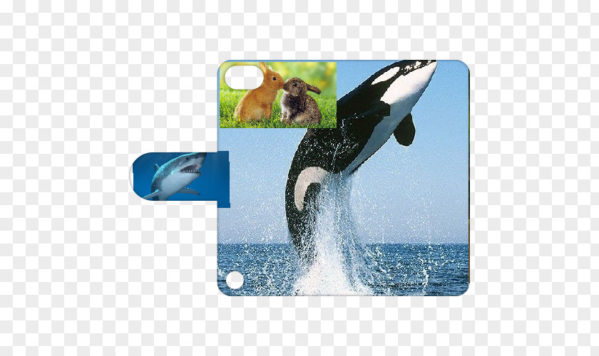 Ipod Touch 2 The Killer Whale Cetaceans Humpback PNG