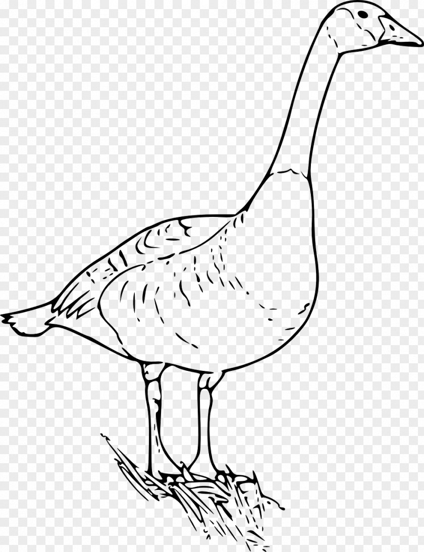 Goose Canada Duck Drawing Clip Art PNG