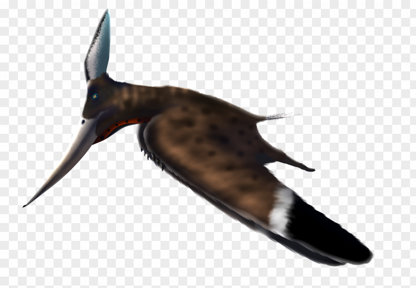 Pteranodon Map Pterosaurs Beak Wing Fauna PNG