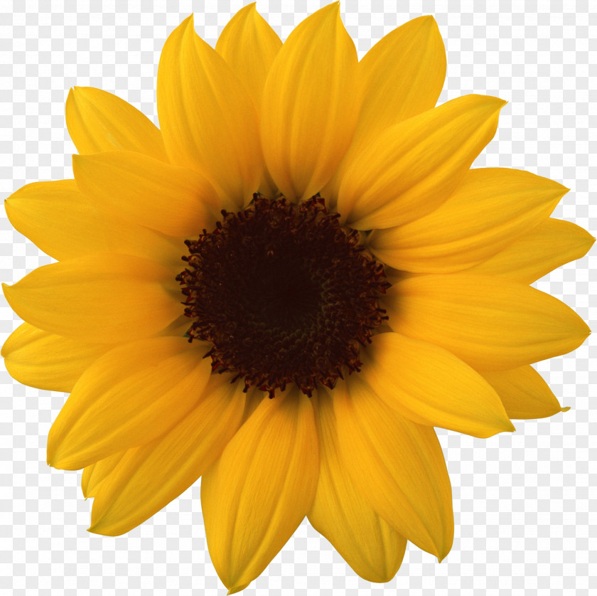 Sunflower Common Wallpaper PNG