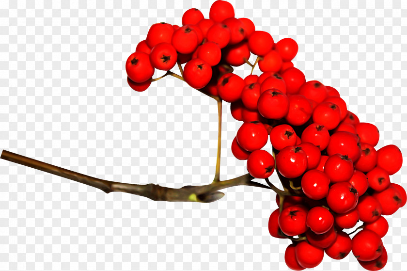 Wheat Sorbus Aucuparia Berry Clip Art PNG