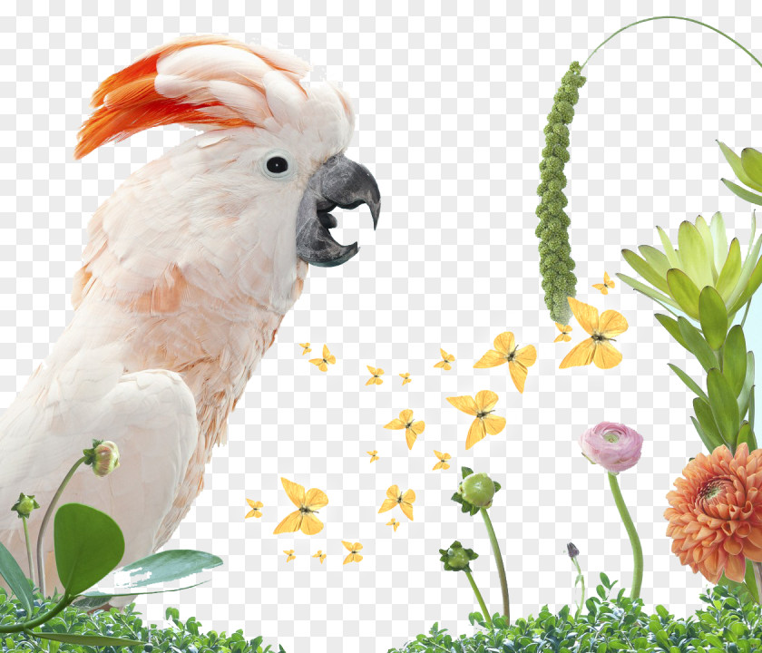 Jungle Bird Parrot Columbidae White Cockatoo PNG