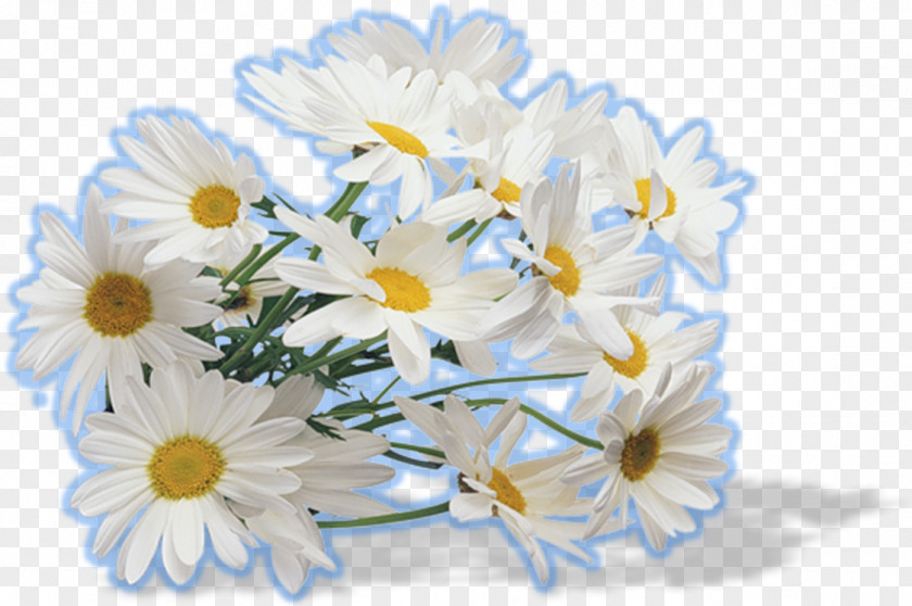 Tea German Chamomile Roman PNG