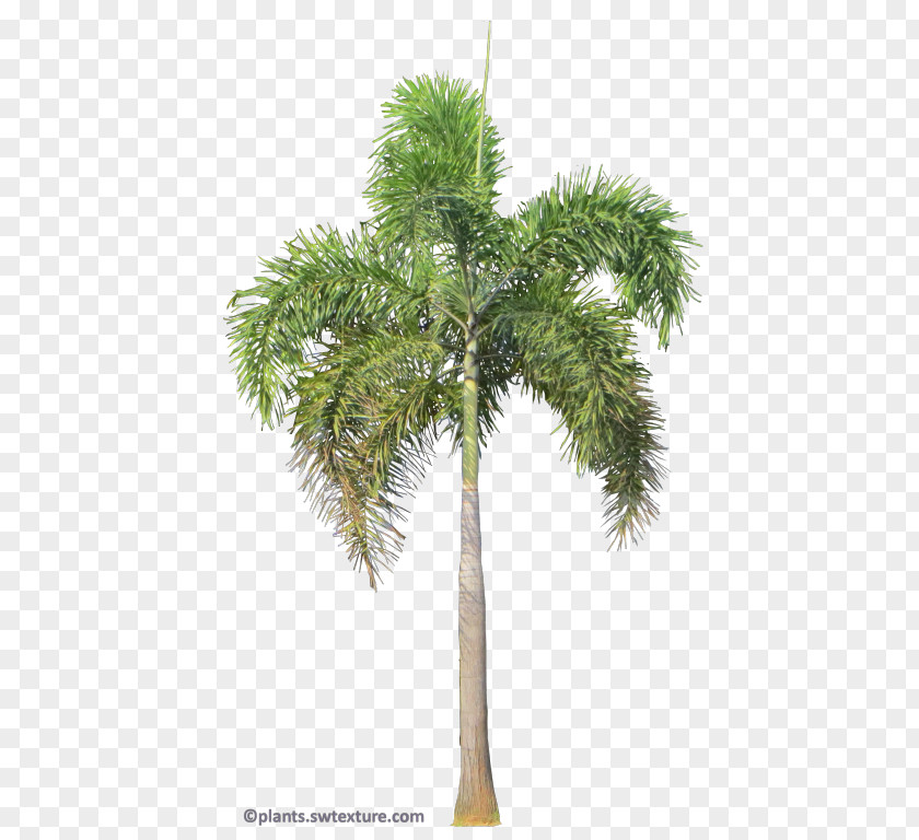 Tree Asian Palmyra Palm Wodyetia Foxtail Rhapis PNG