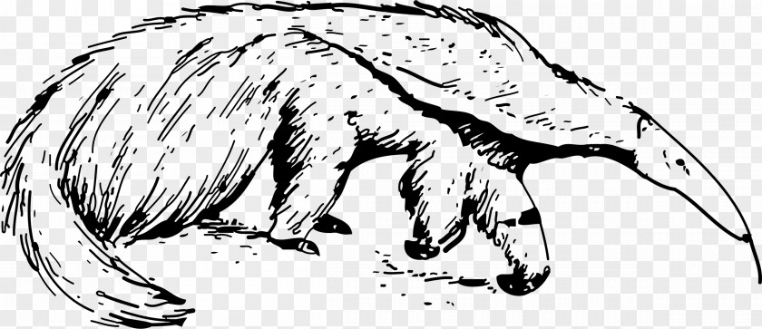 Anteater Clip Art PNG