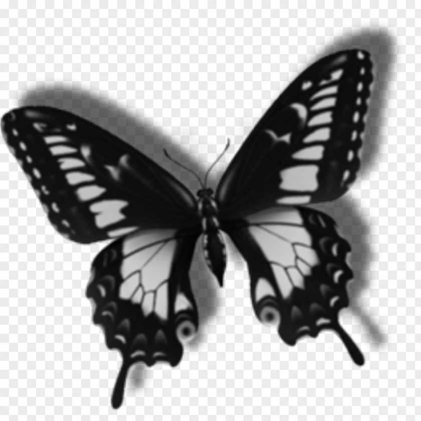 Centerblog Image Butterfly GIF PNG