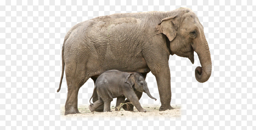 Elephant African Clip Art PNG