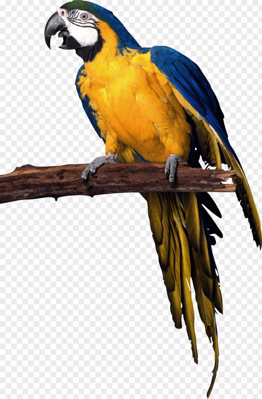 Military Macaw Desktop Wallpaper Clip Art PNG