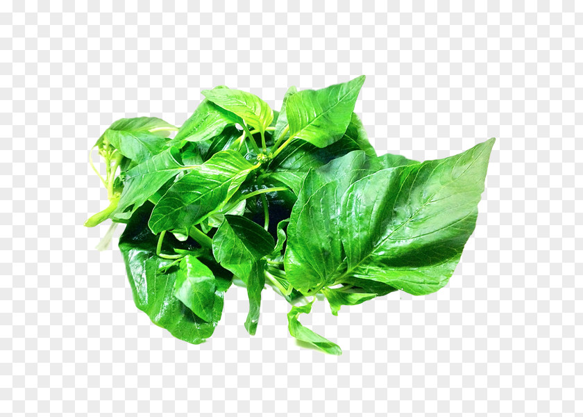 Vegetable Spinach Food PNG