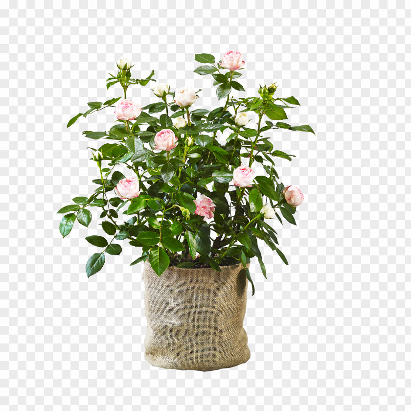 Blume Flowerpot Cut Flowers Houseplant Agriculture Shrub PNG