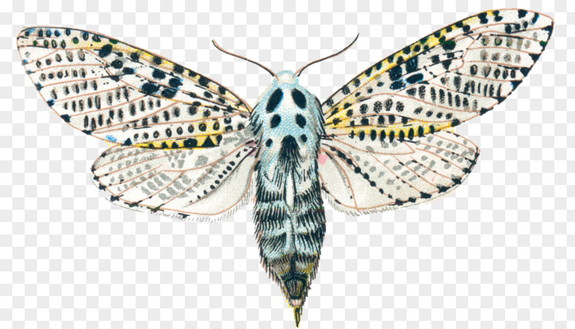 Butterfly Silkworm Leopard Moth Goat PNG