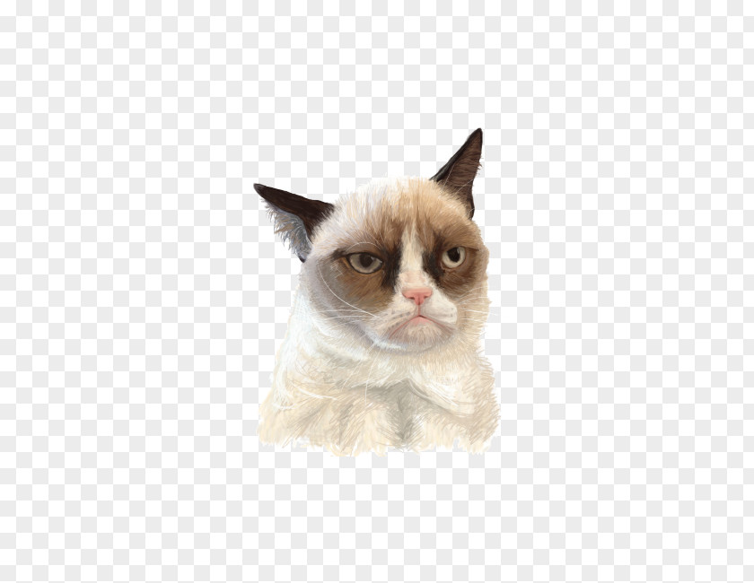 Cat Whiskers Grumpy Domestic Short-haired Felidae PNG