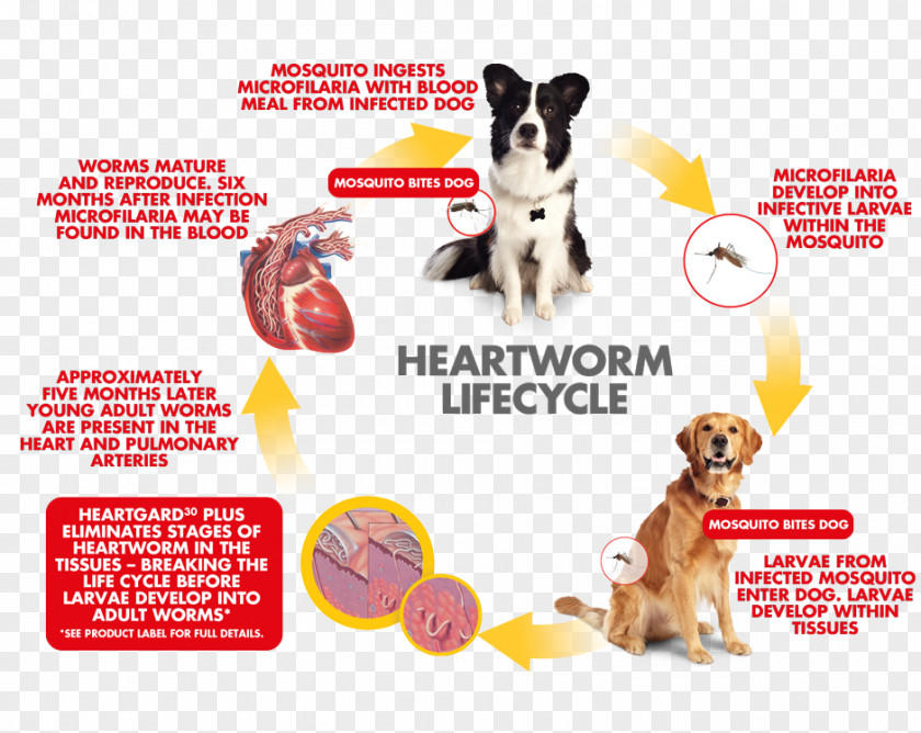 Dog Breed Heartworm Puppy Veterinarian PNG