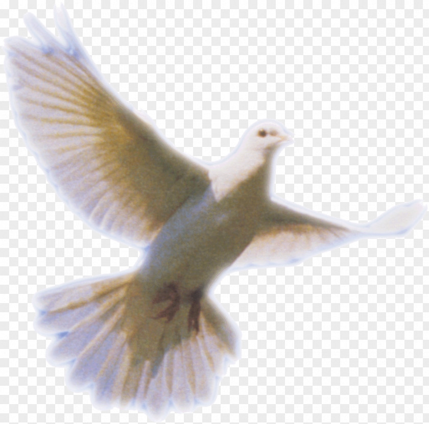 Dove Clip Art Columbidae Holy Spirit Doves As Symbols PNG